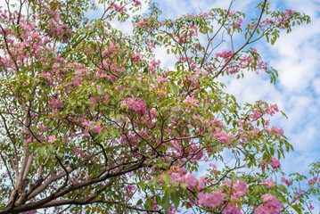 Tabebuia rosea tree flower