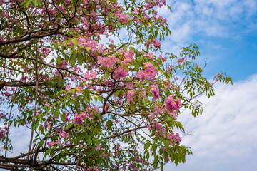 Tabebuia rosea tree flower