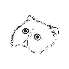 Hand drawing Persian cat persian cat vector sketch