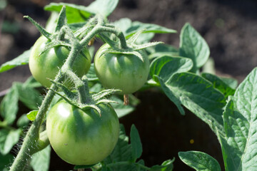 A bush of tomatoes. Unripe tomatoes on a branch of a plant. Close-up.