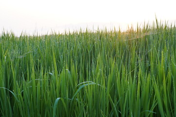 夏の田んぼ（青森県）