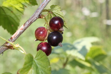 beautiful black currant growing on a green bush in the garden