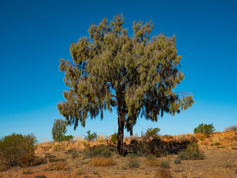 Desert Oak growing on outback Australia sand dune