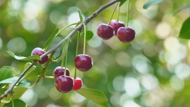 Red ripe cherry berries on a sprig of a cherry tree. Selective focus