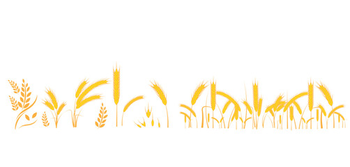 Set of wheat yellow ripe spikelets and grains of wheat flat vector illustration isolated on white background.Illustration EPS 10.