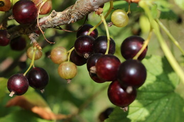 beautiful black currant growing on a green bush in the garden