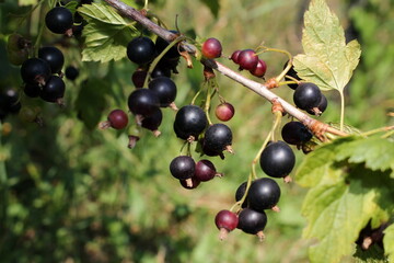 beautiful black currant growing on a green bush in the garden