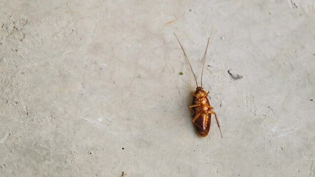 cockroach is lying on its stomach on a cement floor after being sprayed with an insecticide.