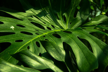Green leaves of Monstera philodendron