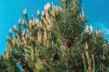 Black pine (Pinus Nigra) coniferous tree close up