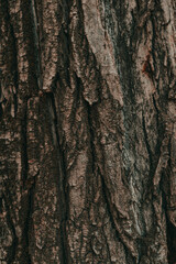 Tree bark texture pattern, old maple wood trunk as background