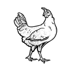 Realistic hen or chicken outlined in white background. Free grazing hen bird in the poultry runch. Hand drawn vector illustration