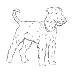 Airedale Terrier Dog. hand drawn. Vector illustration