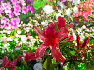 azalea blooms on a flower background. tropical flower grows in a tropical garden