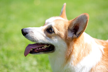 Corgi dog smile and happy in summer sunny day