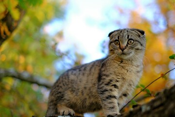 kitten on the tree.Autumn season. Scottish fold gray kitten walks along a tree branch in the autumn garden. Walking pets. High quality photo