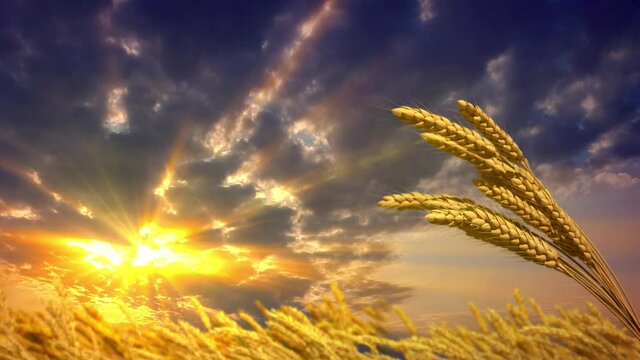 nice field of wheat spikelets at sunset backdrop