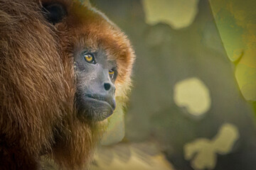 A brown Howler monkey sitting in a tree - Powered by Adobe