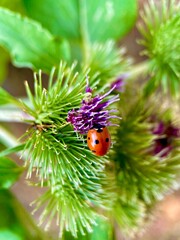 ladybug on a green background close-up © allafalkovskaya