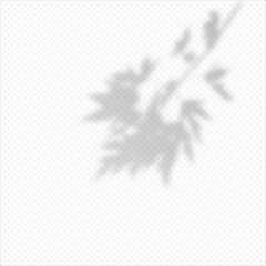 Realistic Vector transparent overlay blured shadow of branch leaves.