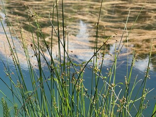 A close-up of some grass with the river in the background