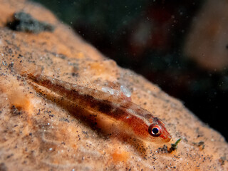 Goby fish and  parasite on orange coral. Underwater macro life photo.