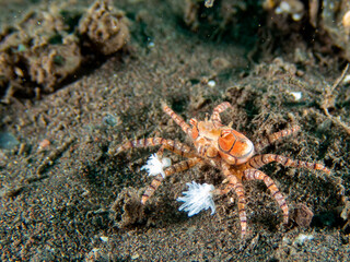 Pom-pom crab or boxer crab (Lybia tesselate) in Bali. Underwater macro life photo.