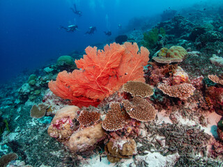 Beautiful tropical reef and scuba divers. Maldives.