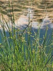 A close-up of some grass with the river in the background, vertical
