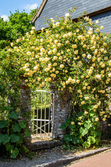 Gerberoy, Porte d'entrée de cour couverte de roses. Oise. Picardie. Hauts-de-France	