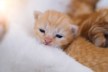 Newborn baby red cat sleeping on funny pose. Group of small cute ginger kitten. Domestic animal....