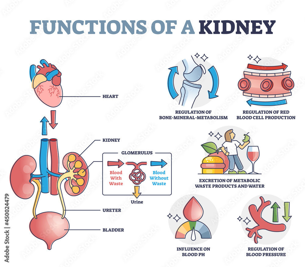 Poster functions of kidney with anatomical filtering organ system outline diagram. educational waste and to
