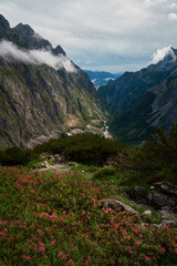 Blick ins Höllental im Sommer mit Alpenrosen und satt grünen sträuchern neben steilen kalk felswänden