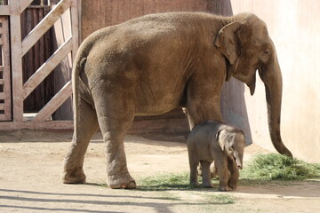 The baby elephant and his mother are gathering food. They lives in a zoo.