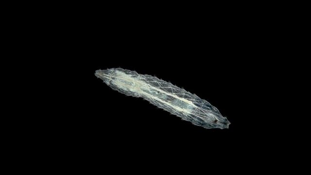 worm-like larva of a fly midge insect of the order Diptera under a microscope, Suborder Brachycera. The size is about 3 mm
