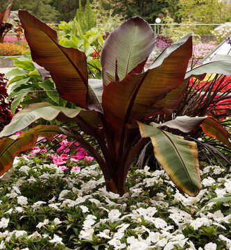 (Ensete ventricosa &lsquo;Maurelii&rsquo;) Bananier d'Abyssinie 'Maurelli', plante tropicale d'ornement, tiges florales &eacute;paisses et grandes feuilles vert fonc&eacute; teint&eacute; de rouge brillant, nervure centrale rouge
