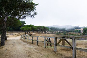 Landscape of a few blocks with horses and fog over the forest