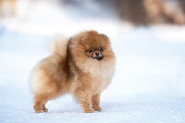 beautiful red pomeranian spitz dog standing outdoors in winter