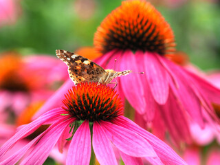 Butterfly-pink