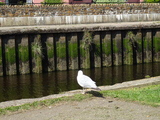 River Dart at Totnes
