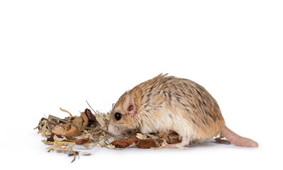 Cute fat tailed Gerbil standing side ways inbetween wood snipers. Looking for food. Isolated on a white background.
