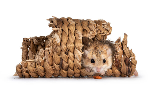 Cute fat tailed Gerbil sitting in rotan tunnel, looking straight to camera with food in front of nose. Isolated on a white background.