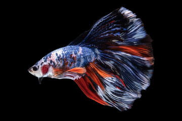 Beautiful colors "Halfmoon Betta" capture the moving moment beautiful Fighting fish siam betta fish in thailand on black background