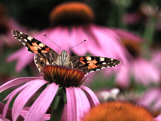 Vanessa cardui auf Echinacea purpurea