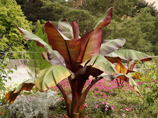 Bananier rouge | Ensete ventricosum maurelii | Bananier d'Abyssinie | Musa ventricosa | Faux...