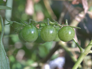 Mini tomatoes grown in the garden