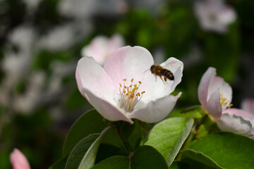 Blooming quince tree flower with bee