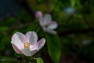 Obraz na płótnie Canvas Flowering quince tree on one spring day