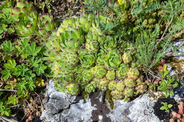 succulents in nature on stones wild environment