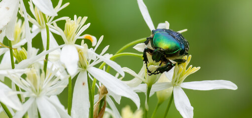 beetle on white wildflowers close up on a green background